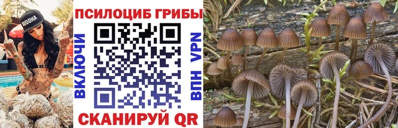 Псилоцибиновые грибы Cubensis  закладки  Сортавала 